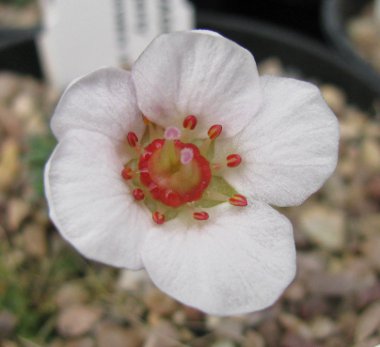 Saxifraga 'His Majesty' (x irvingii) 
